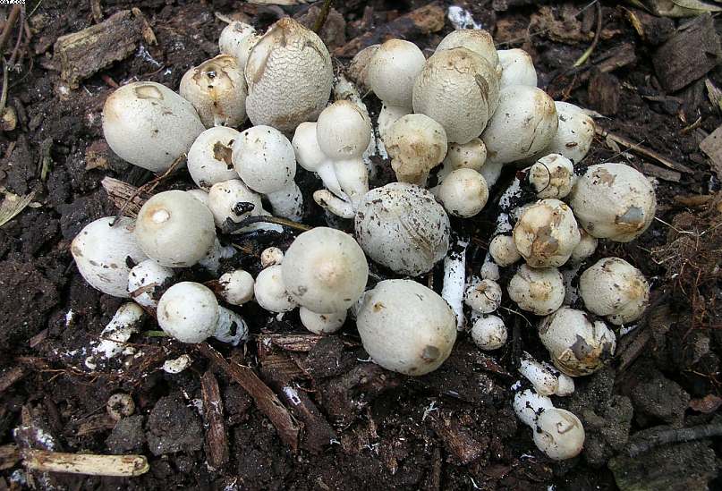 Coprinopsis strossmayeri (Schulzer) Redhead et al.